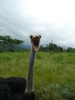 Wide mouthed Ostrich