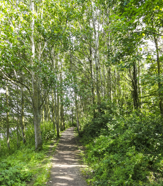 Birch Forest Path 2