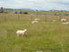 moutons dans un pâturage