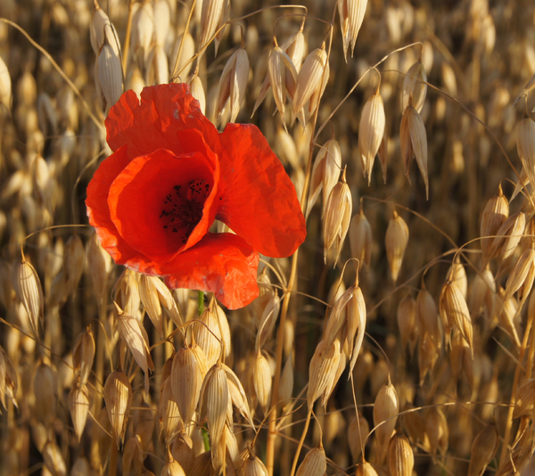 poppy flower in wheat field