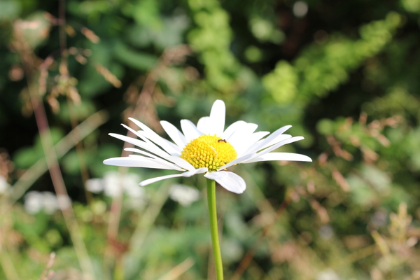 Marguerite and an ant