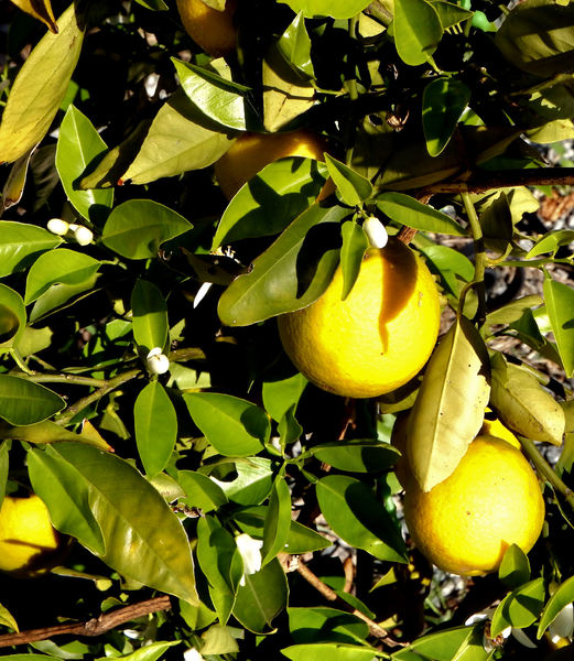 fresh lemons1