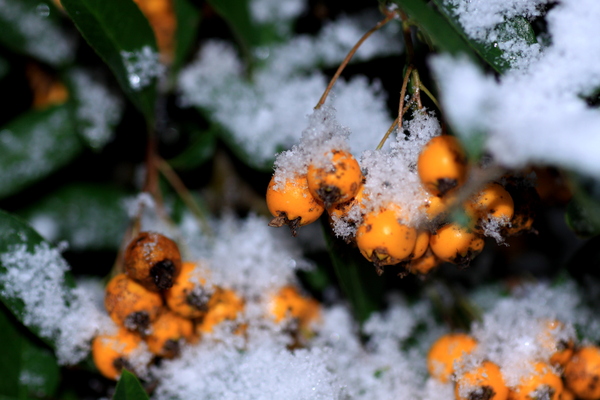Firethorn in the snow