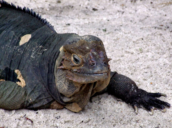 marine iguanas4