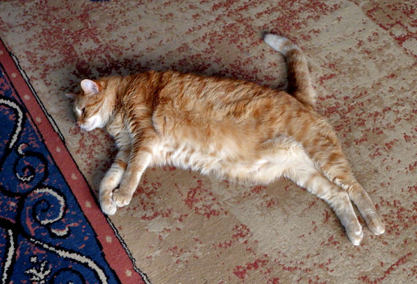 fat cat on the mat1