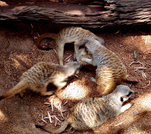 playful meerkats1