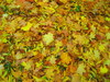 las hojas amarillas de textura