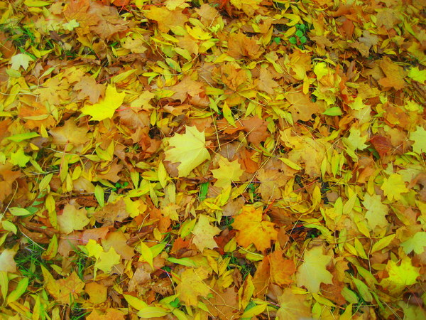 Yellow Leaves texture
