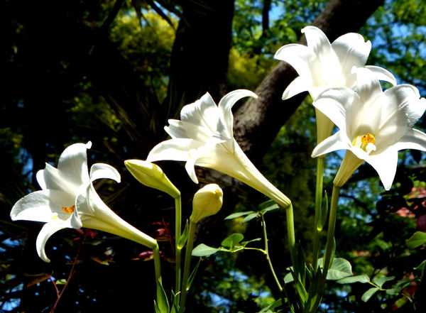 white Easter lily1
