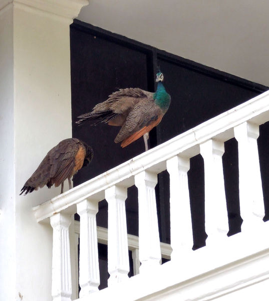 peahens above3
