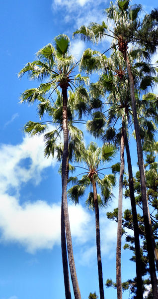 tall fan palms