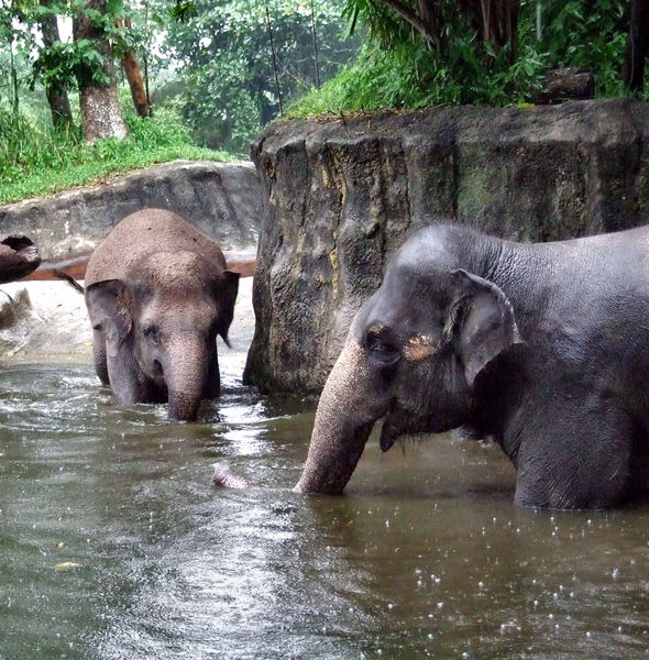 elephants in the rain4