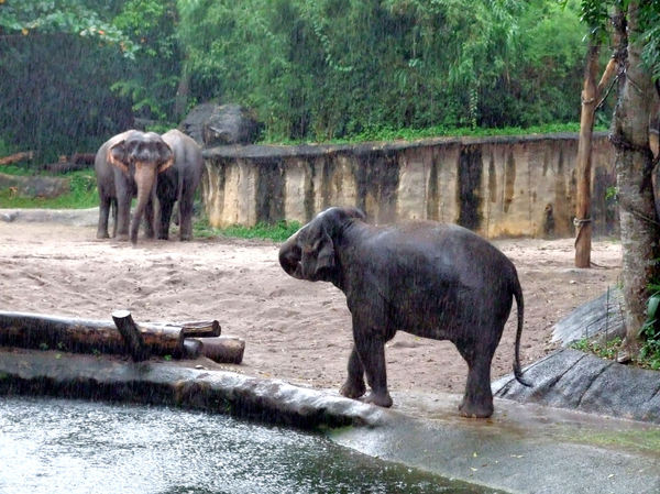 elephants in the rain6