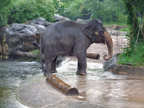 elephants in the rain5