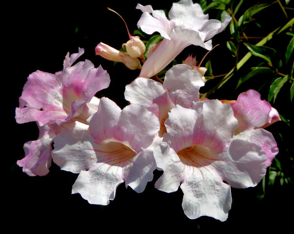 creeper's pink trumpet flowers