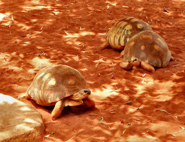 tortoise camouflage2