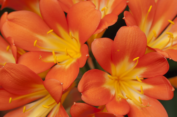 Orange flowers: Flowers