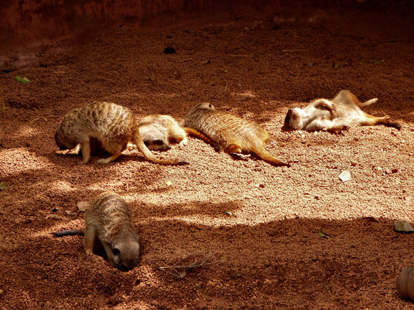 sunsoaking meerkats2