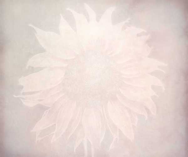 Sunflower Grunge Background 3