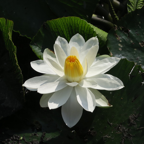 beautiful white water lily