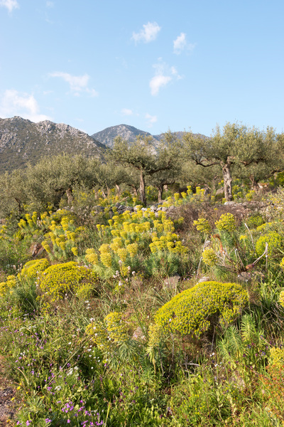 Spurge and olive landscape