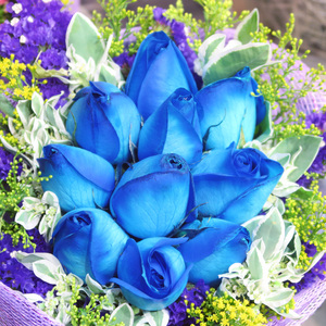blue roses | Free stock photos - Rgbstock - Free stock images ...