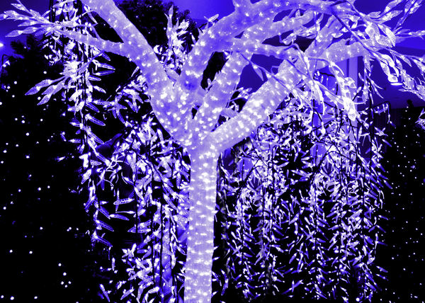 blue lights forest