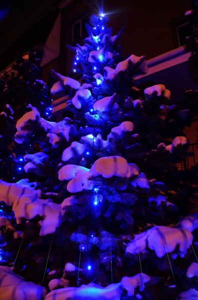 Winter tree with lights