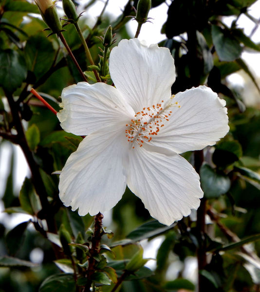 white hibiscus1