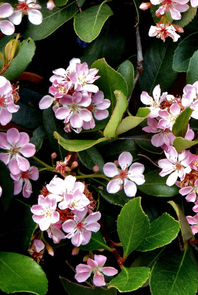 pink blossom clusters1
