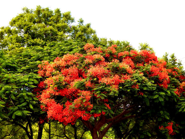 flamboyant tree2