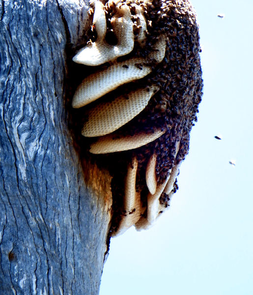 wild bees nest & honeycombs1A