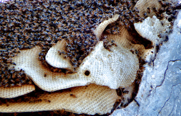 wild bees nest & honeycombs4A