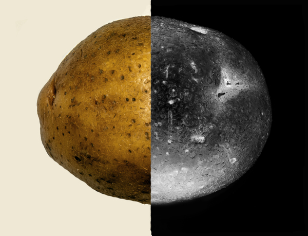 Asteroid potatoes
