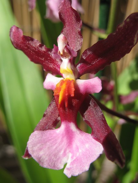 Orchid closeup.