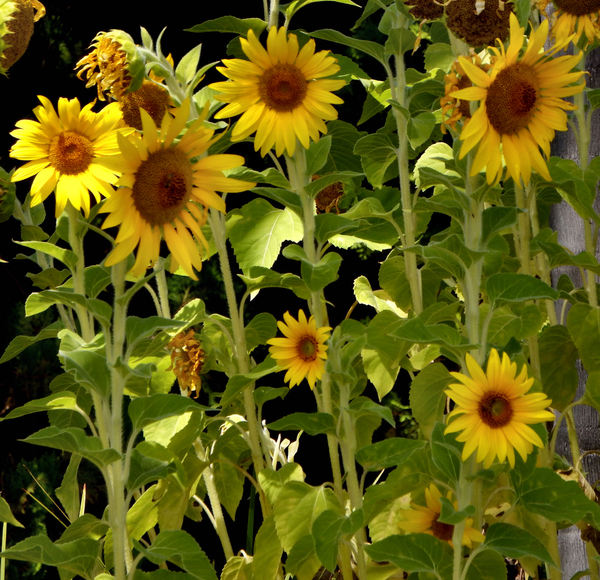garden sunflower stand2