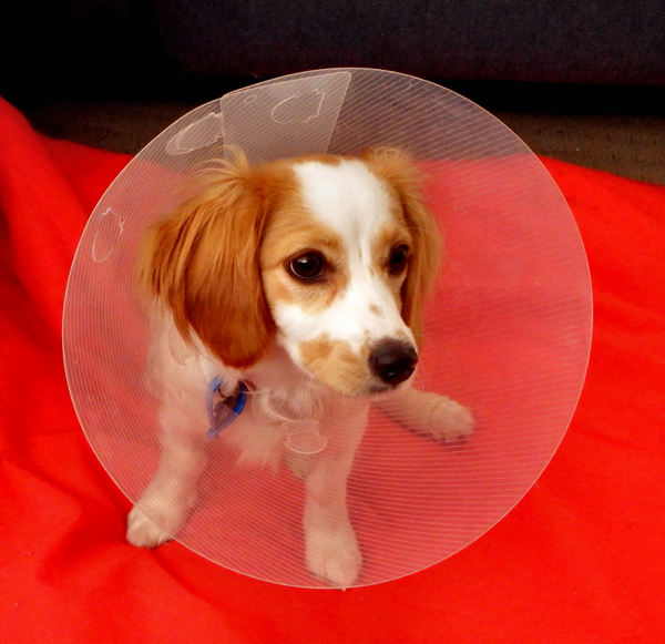 collared pooch1: young cavoodle pup with a protective e-collar following surgery