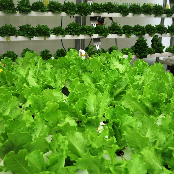 organic vegetables greenhouse