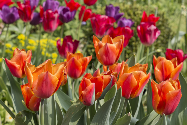 Garden tulips