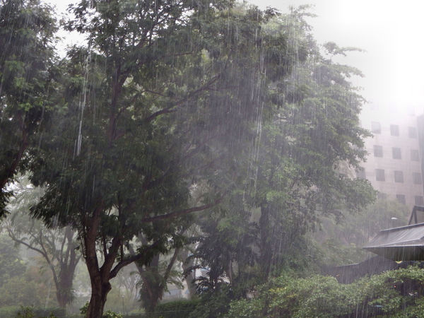 tropical downpour7: heavy afternoon tropical rain downpour in Singapore