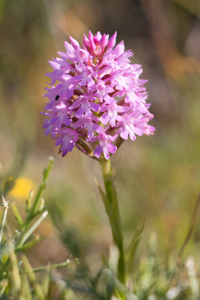 Wild orchid