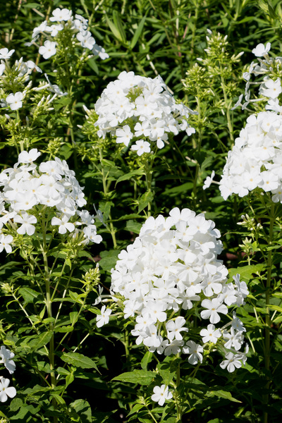 White phlox flowers