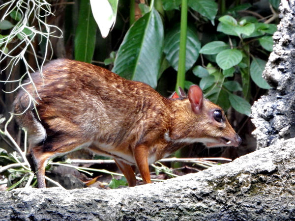 greater mouse deer1