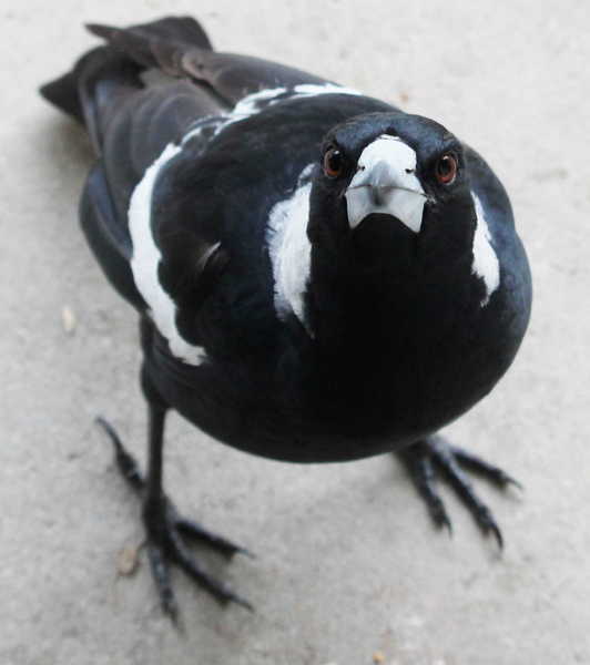 Black Backed Magpie 2