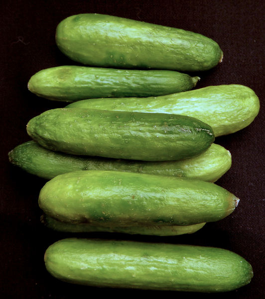 cucumber varieties5