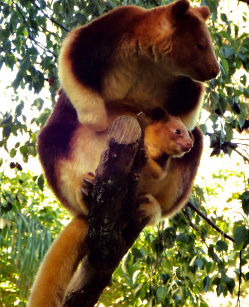 in mothers care2: rare and endangered Goodfellow’s tree kangaroo mother with joey in pouch