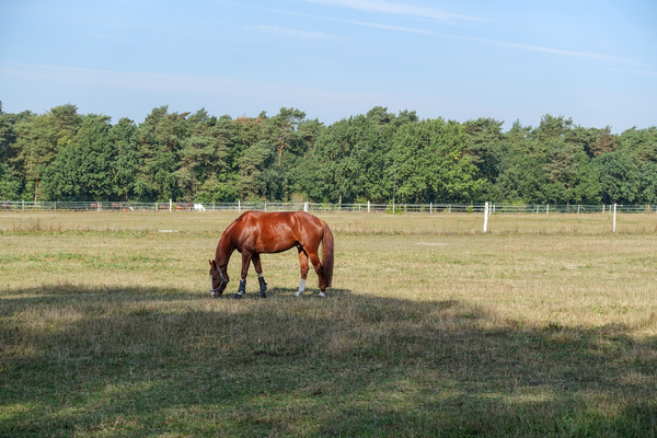 horse on grazing land 2