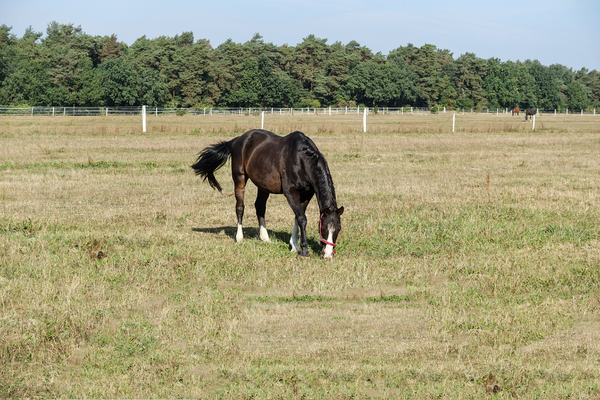 a grazing horse