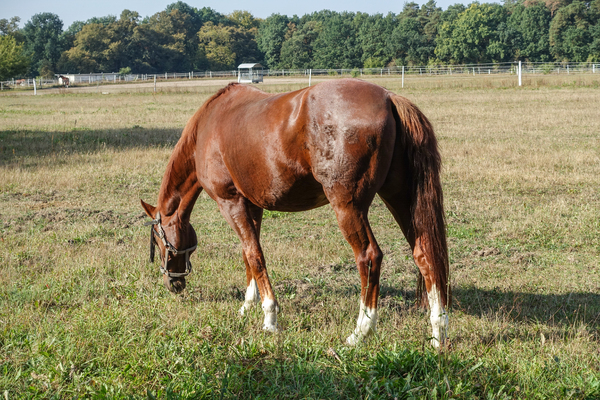 grazing brown horse
