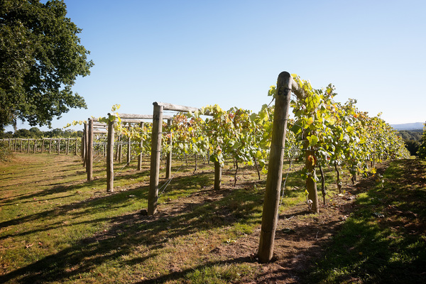 English vineyard